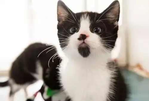 抖音网红猫的背后,是无数生灵的眼泪