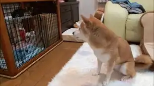  40米超长待狗柴犬牵引绳