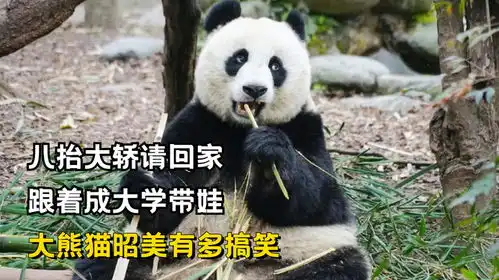  八抬大轿请回家,跟着成大学带娃,大熊猫昭美有多搞笑