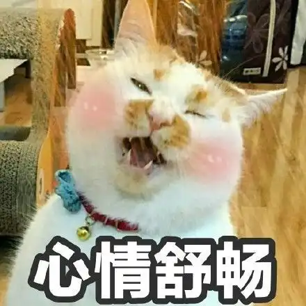 我在偷偷喜欢你表情包猫
