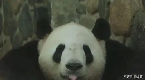  大熊猫小馨,吃播事业风生水起,却小小年纪隐婚生子