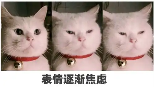 猫咪开心表情包焦虑