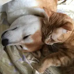  网友家一猫一狗每天各种腻歪,当众秀恩爱