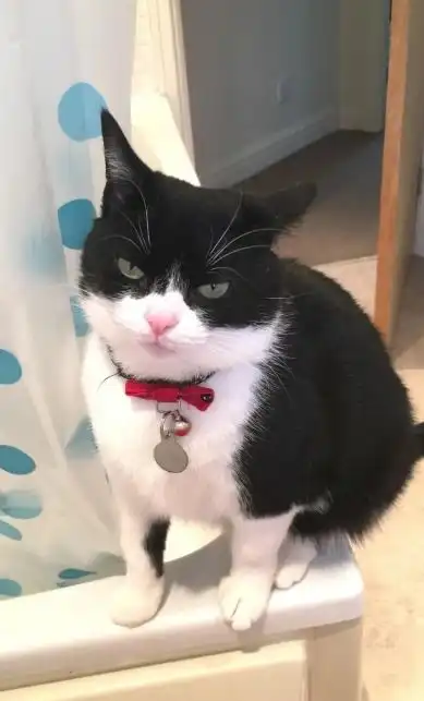  一群被迫认错的猫猫我错了,但下次还敢