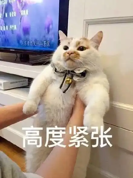 网红猫表情包小心心