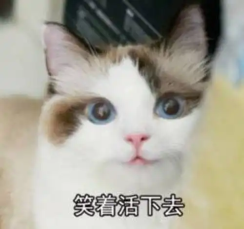  微博10大超高人气网红猫,你最想吸哪只猫