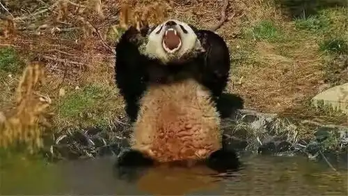  第一只被国外退货的大熊猫,到底做了什么让笑出内伤