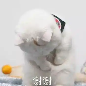  有没有表达感谢的表情包
