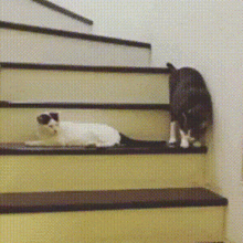  别看每天耀武扬威,其实背地里就是小怂猫