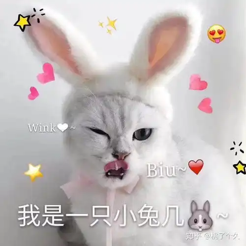  适合撩汉的可爱猫猫狗狗表情包速来收藏