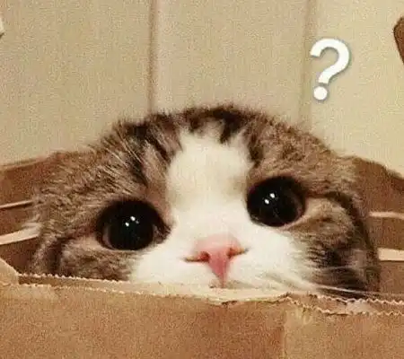  猫语翻译器真的可以和猫咪交流吗猫咪好像真的能听懂一样