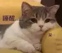  猫咪表情包合集我没事,我很快乐