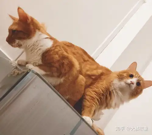  你是怎么成功治好家里猫挑食的毛病的