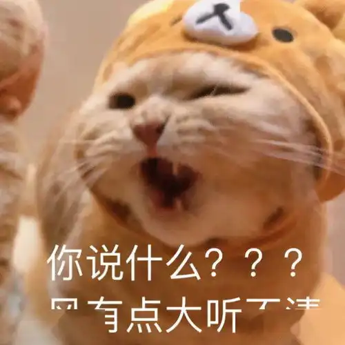 网红猫表情包表情