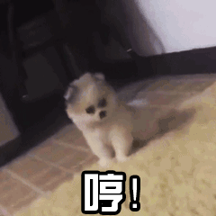 神回复南方的猫长这样,想看看北方的网友这个确实是猫