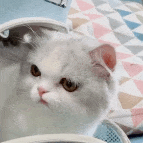  超级可爱的网红猫咪动态表情包