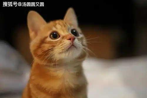  猫咪得了鼻支,会不会丢了猫命