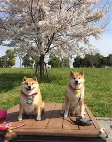  养一只柴犬,每天静静地看着它都能笑出声来