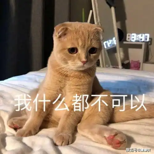  可爱表情包猫和老鼠,人家害羞