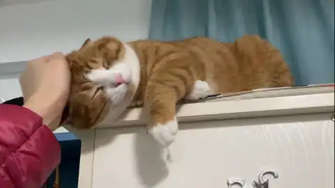  咪猫师傅别念啦