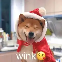 小鳄鱼表情包我错了
