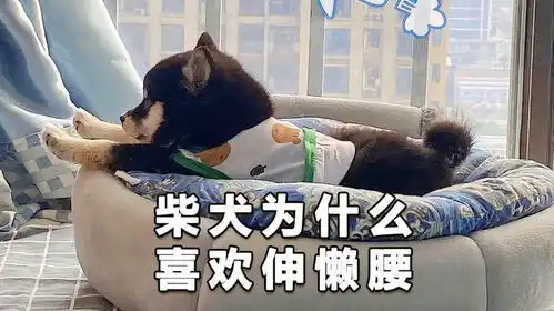  柴犬喜欢伸懒腰,表达了这几种意思