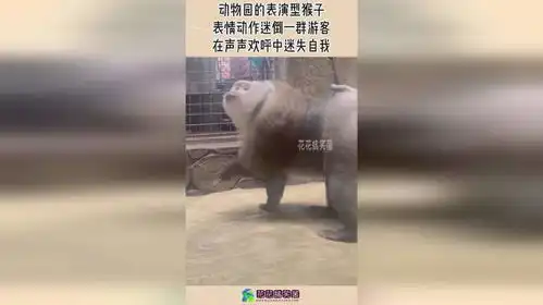  动物园的表演型猴子,表情动作迷倒一群游客,声声欢呼中迷失自我