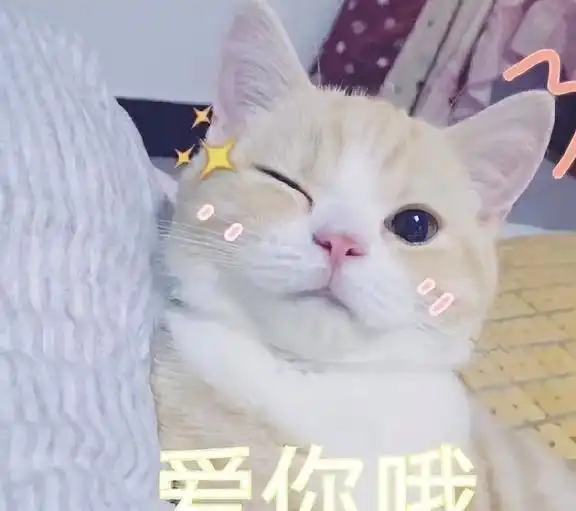 网红猫表情包奶茶店
