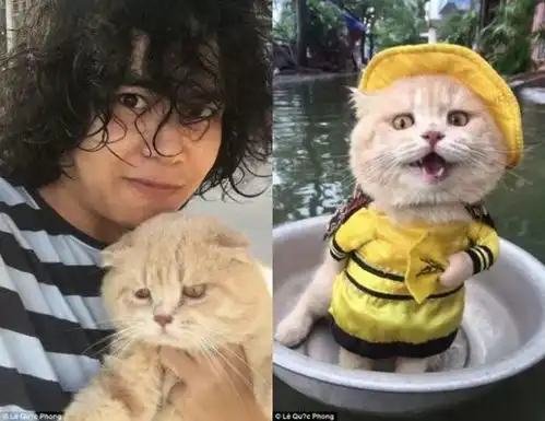 网红猫表情包卖鱼