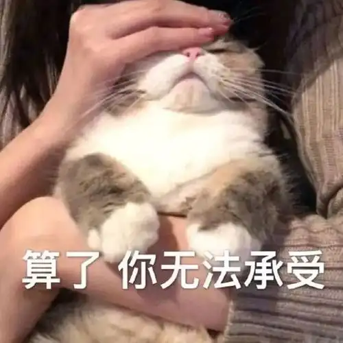  表情包可可爱爱的猫咪表情包