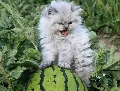  猫咪第一次看到西瓜立马炸毛了,小表情萌翻了,网友你是鳌拜吗
