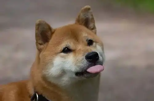  宠物每日小知识狗狗夏季皮肤病的预防治疗