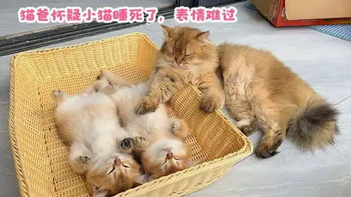  猫爸爸表情有点难过,他是不是怀疑小猫死了搞笑可爱的动物视频