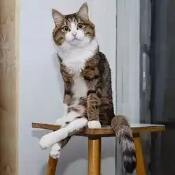  这只励志网红猫,每张照片都是行走的表情包