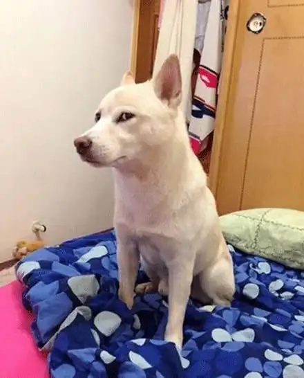  狗狗如果失宠了,后果很严重