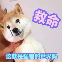  表情包一只叫做芋圆的魔性柴犬