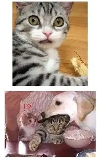  动物惊讶的表情大集合