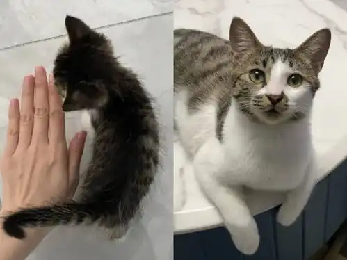猫咪开心表情包公猫