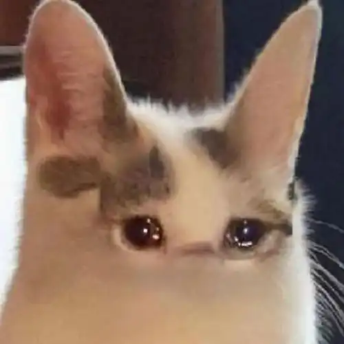  潮图表情包流泪猫猫头