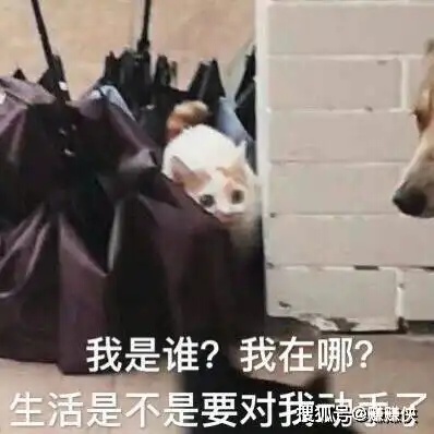 猫咪开心表情包艾莎尼