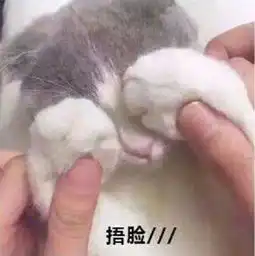  可爱猫咪的表情包我的悲伤大概有这么大