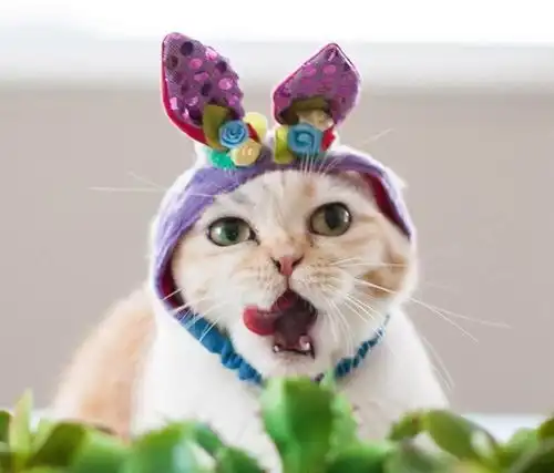  一定会对自己家猫咪做的几件坏事你做过几件