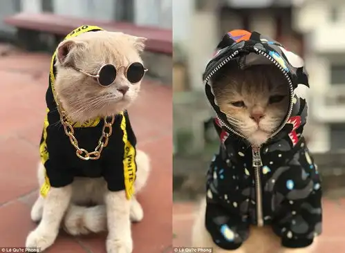  越南黄袍猫卖鱼为生成网红