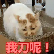  你有哪些楼楼的表情包