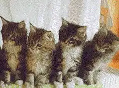 猫咪开心表情包抖音