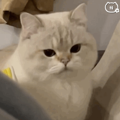  60个聊天可爱小猫咪表情包