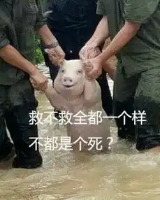  从台风中抢救出来的猪表情下载从台风中抢救出来的猪表情包9p极光下载站