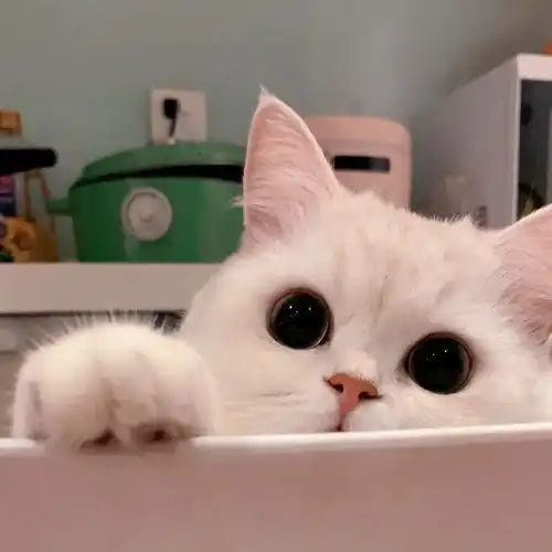  头像可爱猫咪头像