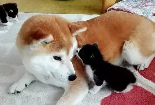  不靠表情包,这只柴犬因为不停地捡到猫而火了