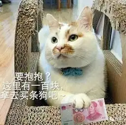  猫养胖就能当网红并不是...